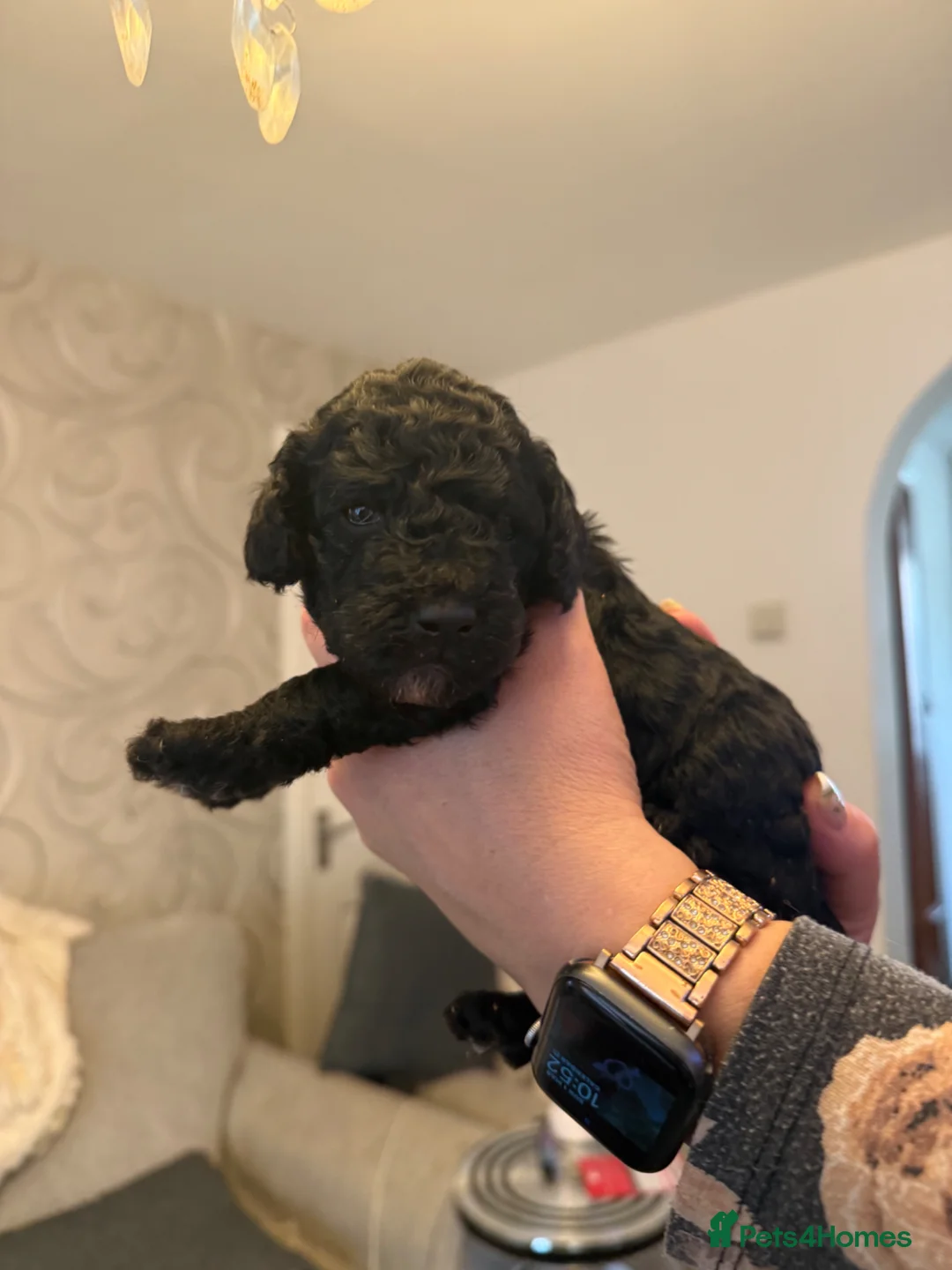 Cockapoo dogs for sale: 3 x F2 cockapoos ready 28th March - Advert 13