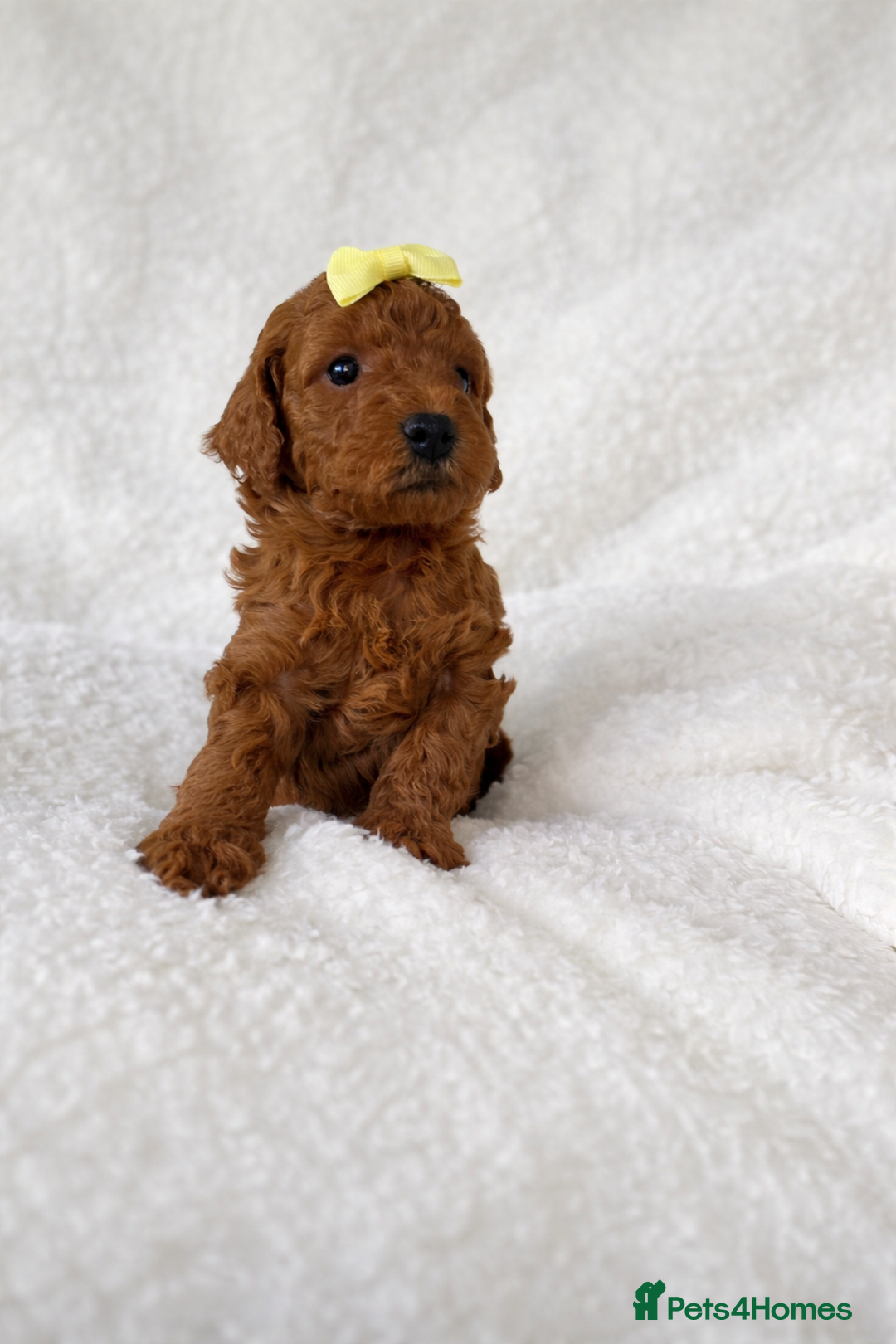 Cockapoo dogs for sale: Cockapoo Boys - Advert 3