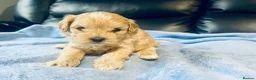 Maltipoo dogs for sale: F1 Maltipoo - Advert 13