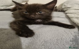 British Shorthair cats for sale: Sale kittens  - Image 7