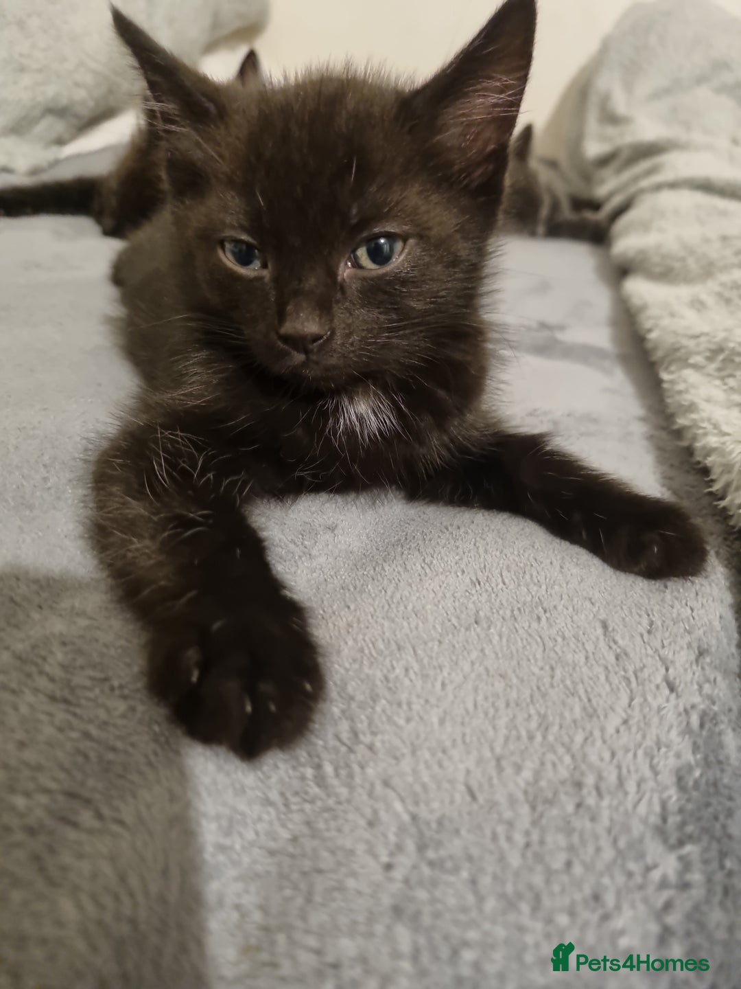 British Shorthair cats for sale: Sale kittens  - Image 7
