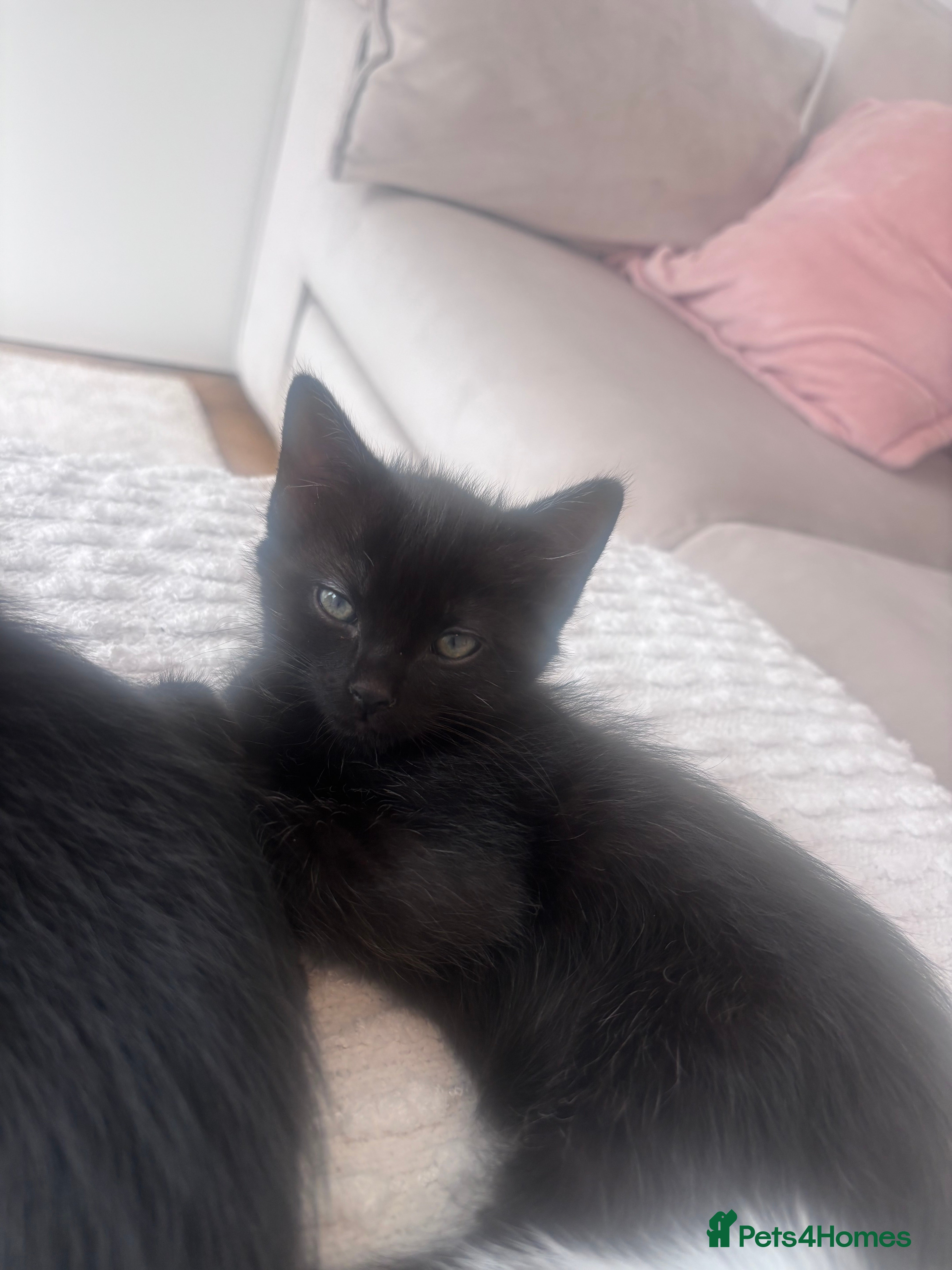 Mixed Breed cats for sale: Kittens for Sale  - Advert 6