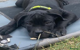 Cane Corso dogs for sale: Big Pure Cane Corso Puppies Ready Now!  - Image 1