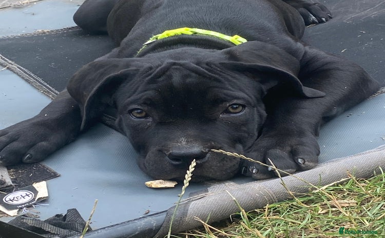 Cane Corso dogs - Advert 1