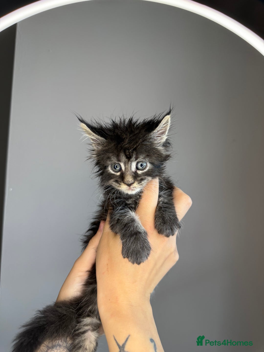 Maine Coon cats for sale: XL Russian maine coon kittens  in Market Rasen - Image 8