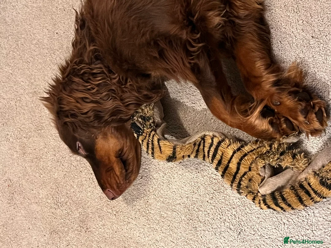 Cocker Spaniel dogs for sale: Cocker Spaniel 2 years old  - Advert 2