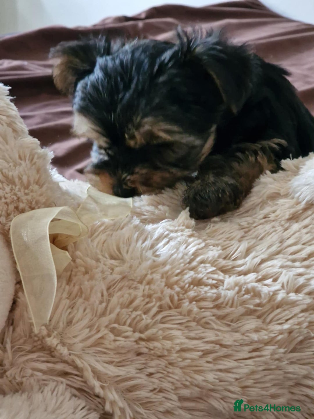 Yorkshire Terrier dogs for sale: Hi Mini Yorkshire Terrier for sale - Image 8