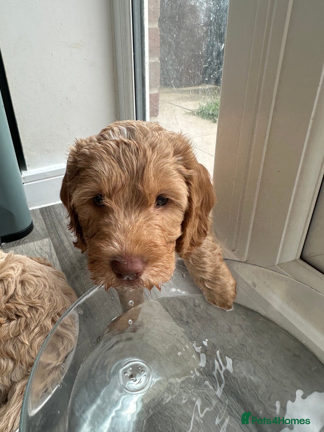 Cockapoo dogs for sale: - 3 Cockapoo Puppies - ! collect today ! Chester - - Image 2