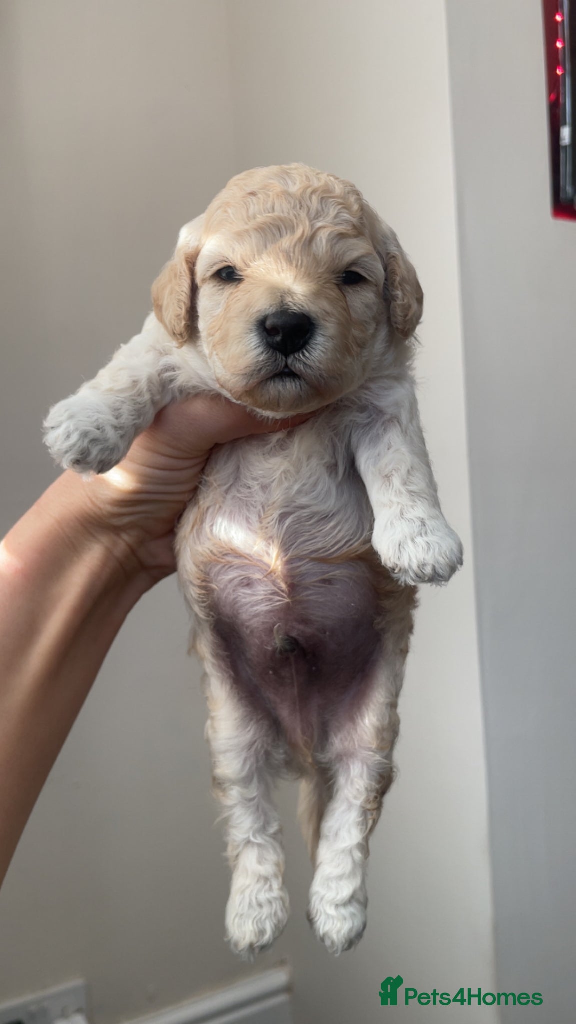 Poochon dogs ❤️ gorgeous poochons ❤️ - Advert 11