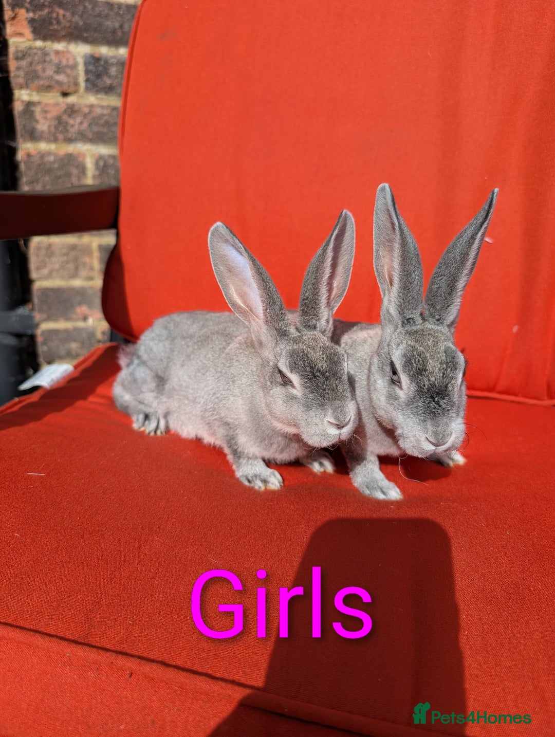 Rex rabbits for sale: Standard Rex REDUCED  - Image 2