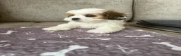 Lhasa Apso dogs for sale: Gorgeous Lhasa apso boy  - Advert 10