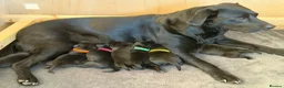 Labrador Retriever dogs for sale: Outstanding Labrador Puppies–Exceptional Pedigree - Advert 3
