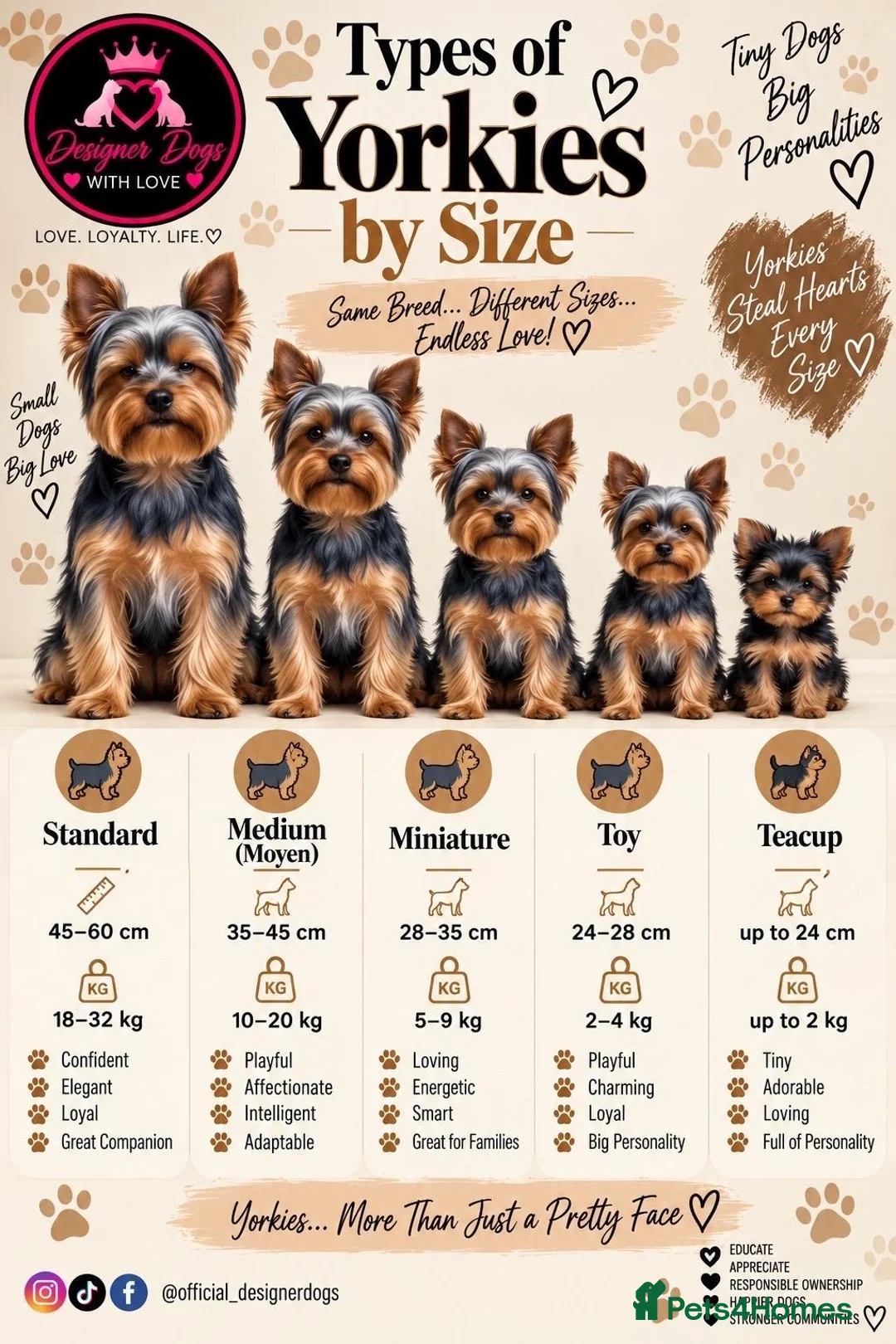 Yorkshire Terrier dogs for sale: Miniature Yorkshire Terrier  - Advert 2