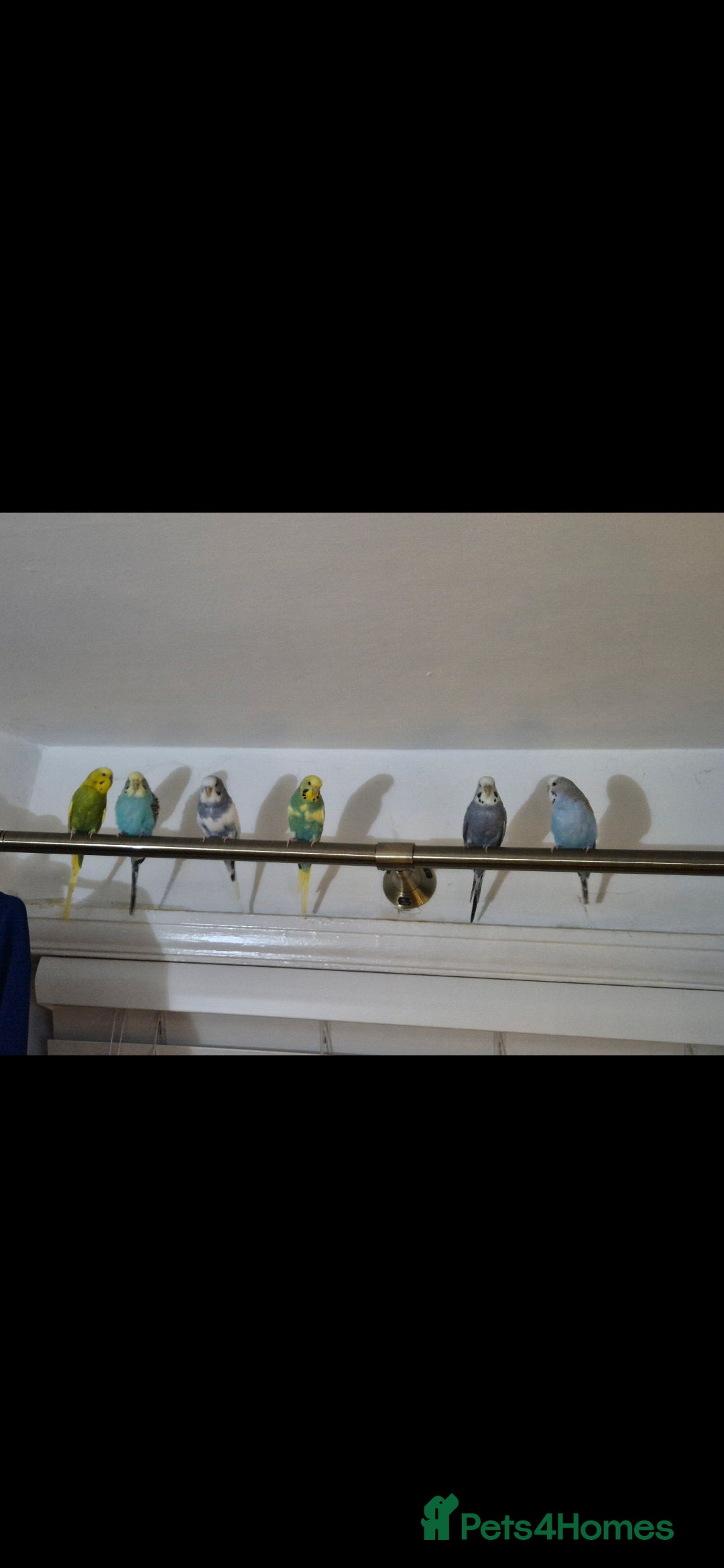 Budgerigars birds for sale: 6x budgies mixed gender looking for new home - Advert 1