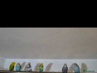Budgerigars birds 6x budgies mixed gender looking for new home - Advert 2