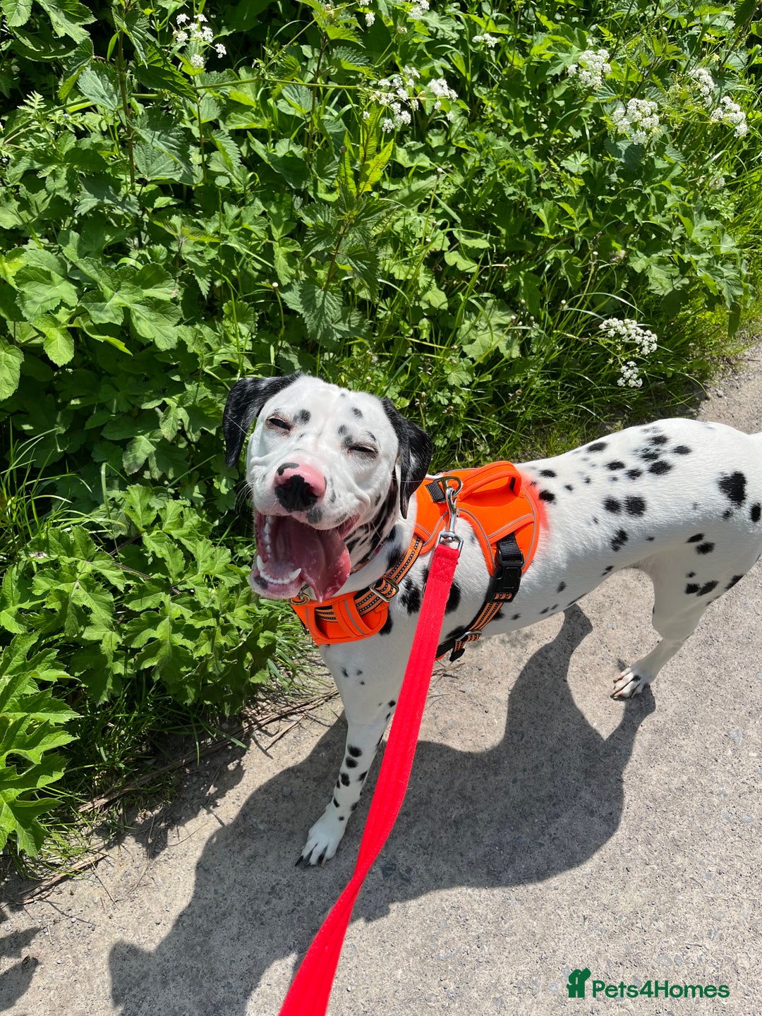 Dalmatian dogs for sale: 3 year old Dalmatian  - Advert 7