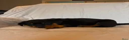 Rottweiler dogs for sale: 4 Beautiful Male Rottweiler Puppies  - Advert 12