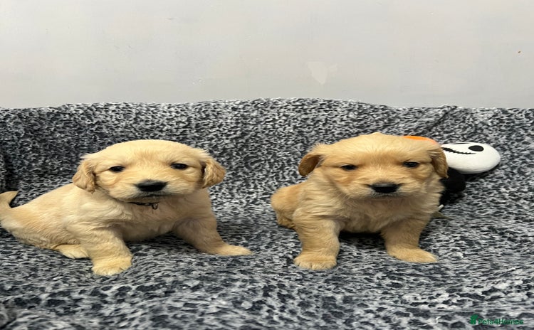 Golden Retriever dogs - Advert 2