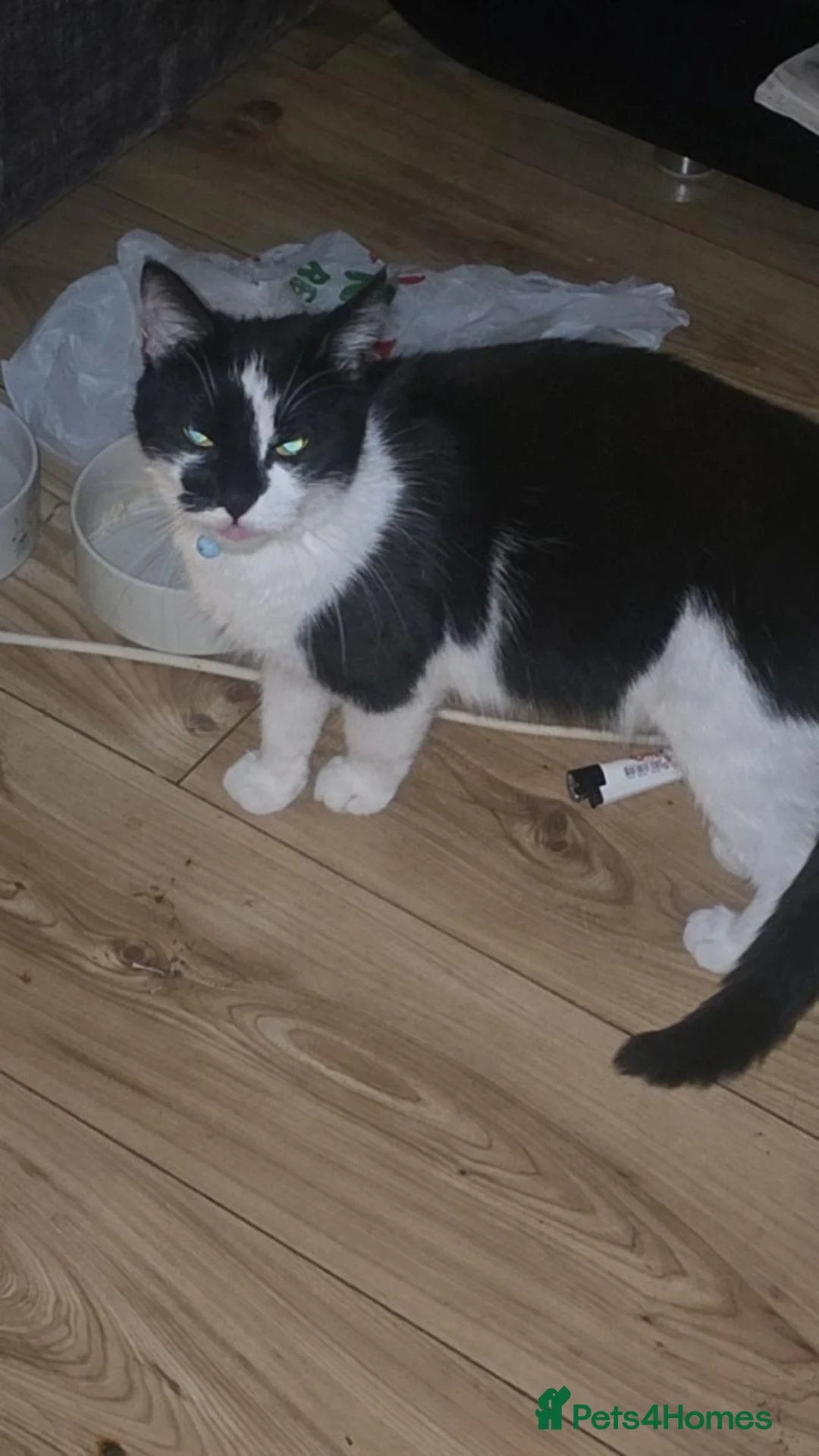 Mixed Breed cats for sale: 2 girl kittens for sale  - Advert 1