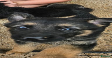 German Shepherd dogs - Advert 8