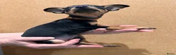Miniature Pinscher dogs for sale:  Beautiful Purebred Miniature Pinscher Puppies  in Wakefield - Advert 10