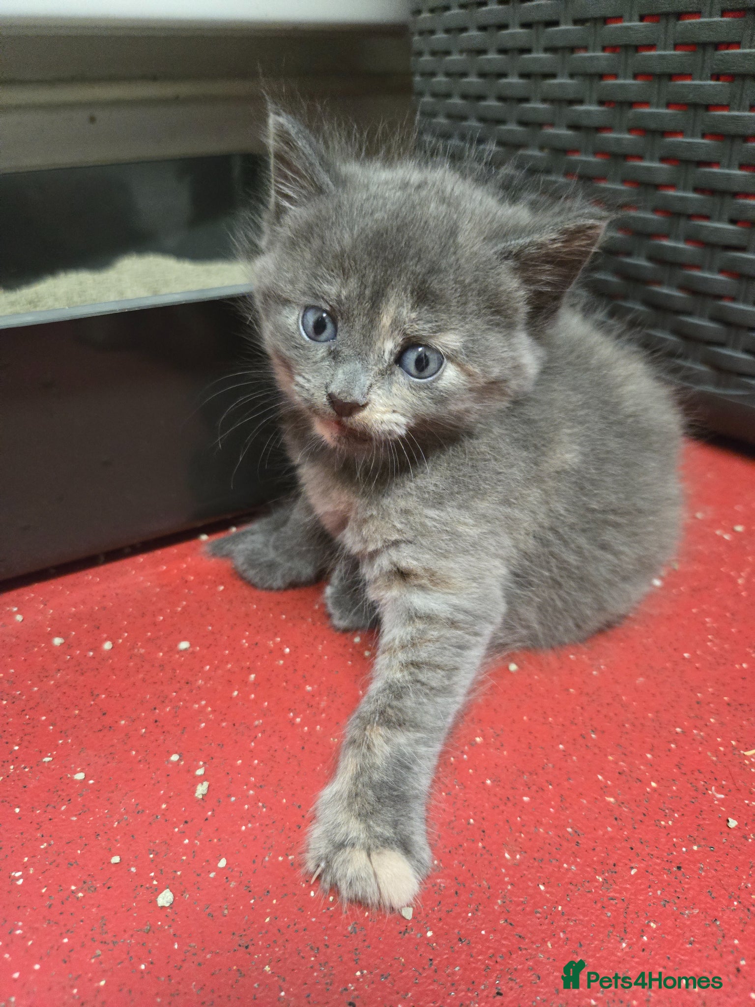 Mixed Breed cats for sale: Gorgeous kittens in Petersfield - Advert 5