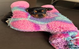 Mixed Breed dogs for sale: Miniature Dorkies - Image 4