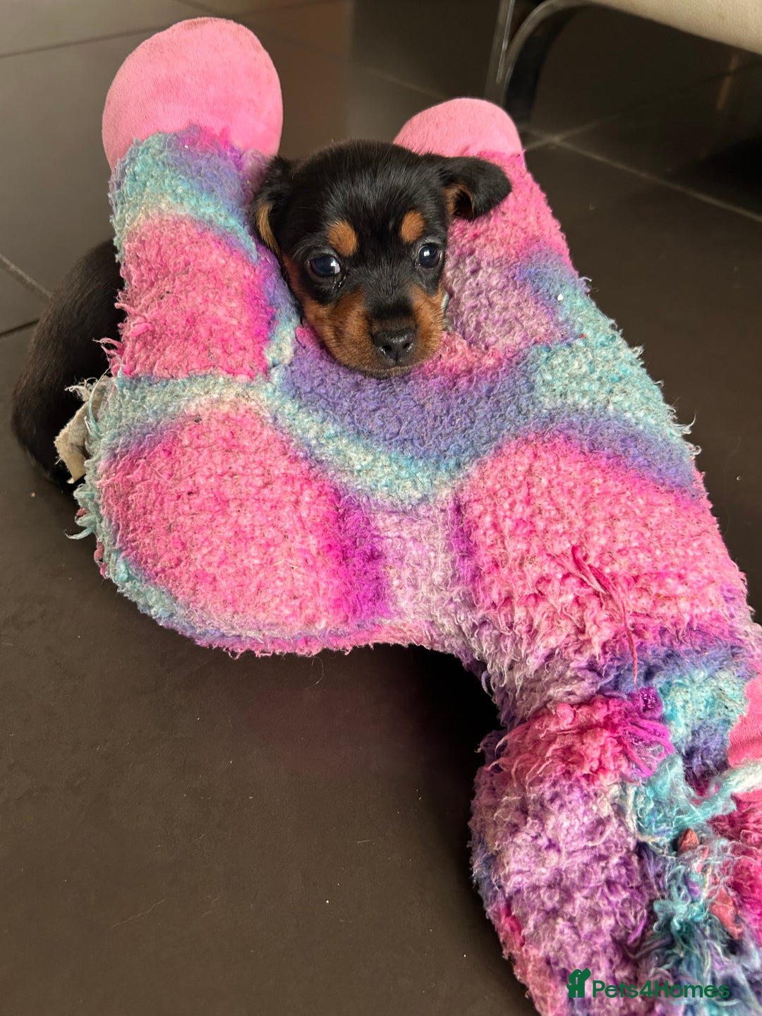 Mixed Breed dogs for sale: Miniature Dorkies - Image 4