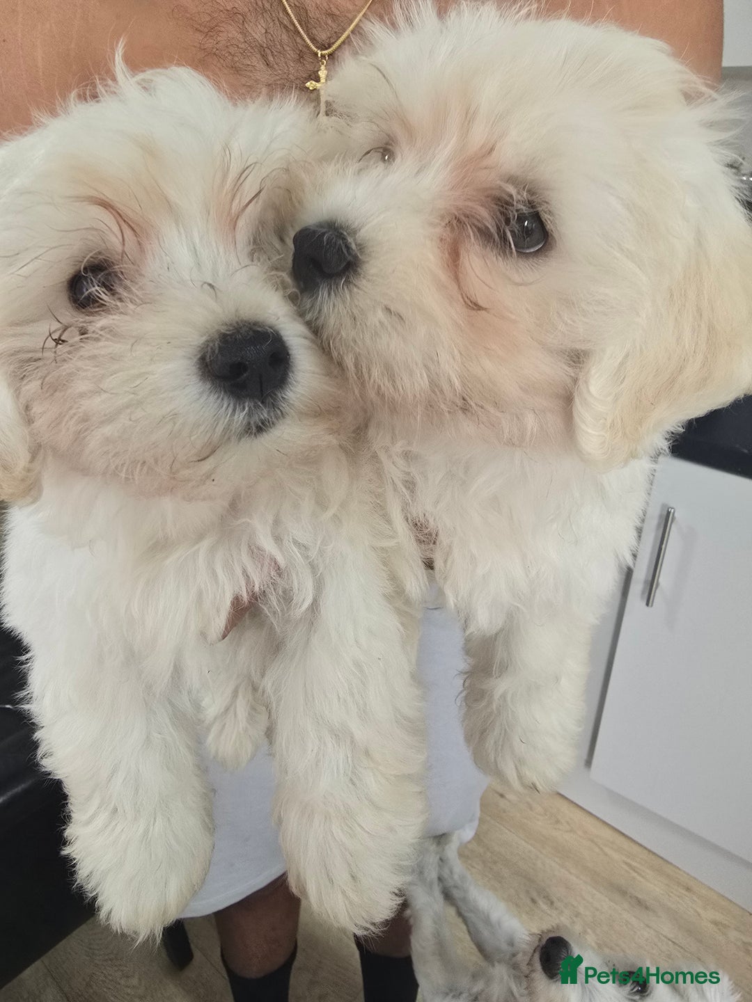 Maltese dogs for sale: Lovely maltese ready to go - Image 16