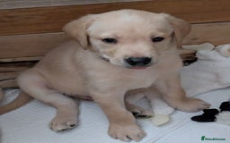 Labrador Retriever dogs for sale: Beautiful Labrador puppy's  - Image 6