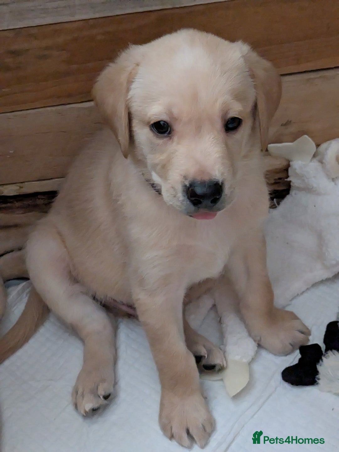 Labrador Retriever dogs for sale: Beautiful Labrador puppy's  - Image 6