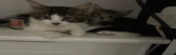 Mixed Breed cats for sale: Fluffy Kittens for sale - Advert 39