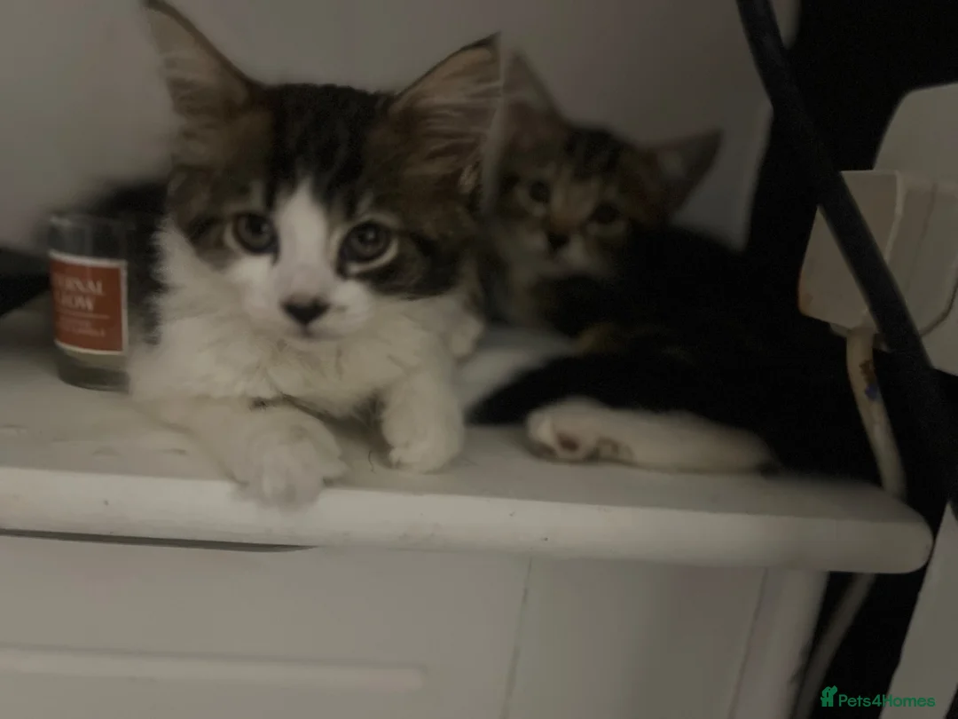 Mixed Breed cats for sale: Fluffy Kittens for sale - Advert 39