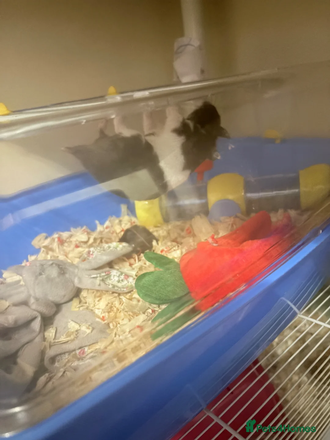 Hamster rodents for sale: Hamster  in Rainham - Advert 2