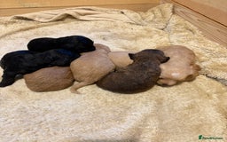 Mixed Breed dogs for sale: Poodle / bichon frise X puppies  - Image 4