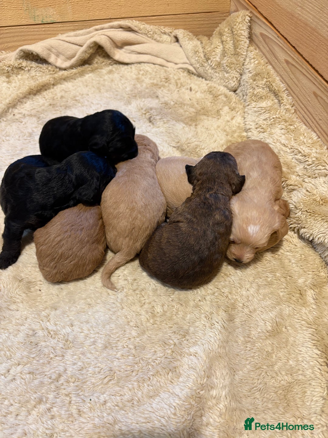 Mixed Breed dogs for sale: Poodle / bichon frise X puppies  - Image 4