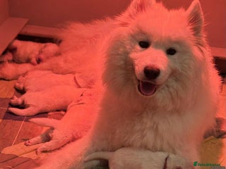 Samoyed dogs KC reg. Samoyed puppies with champ bloodline - Advert 2