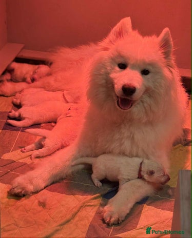 Samoyed dogs KC reg. Samoyed puppies with champ bloodline - Advert 2