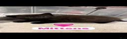 Mixed Breed cats for sale: 🩵🩷…7 stunning kittens…🩷🩵 - Advert 36