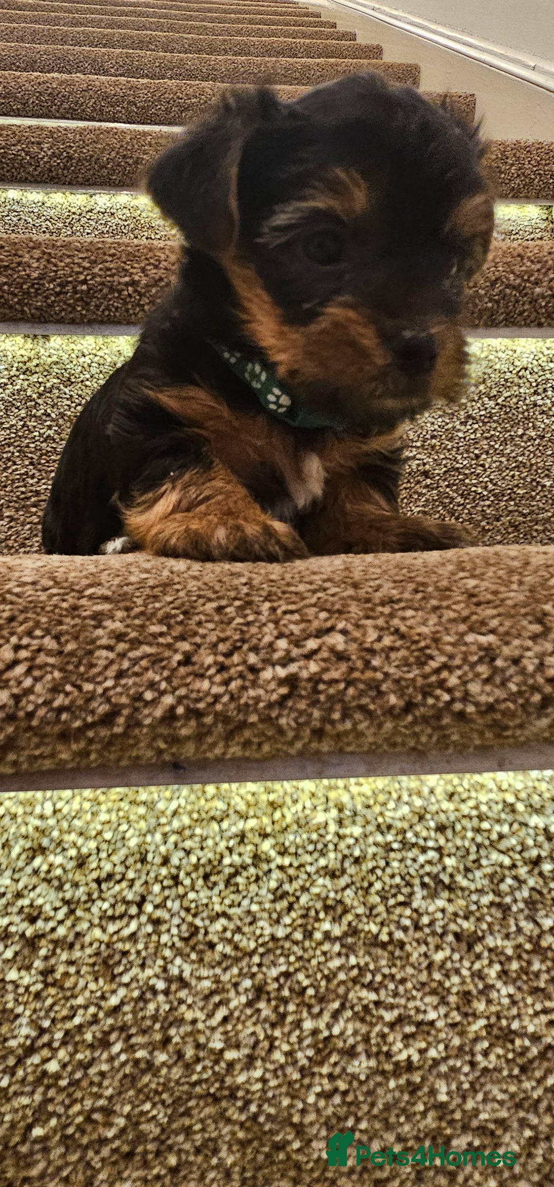 Yorkshire Terrier dogs for sale: Yorkshire Terrier puppies - Advert 19