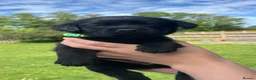 Labrador Retriever dogs for sale: 9 Black Labrador Retrievers   - Advert 13