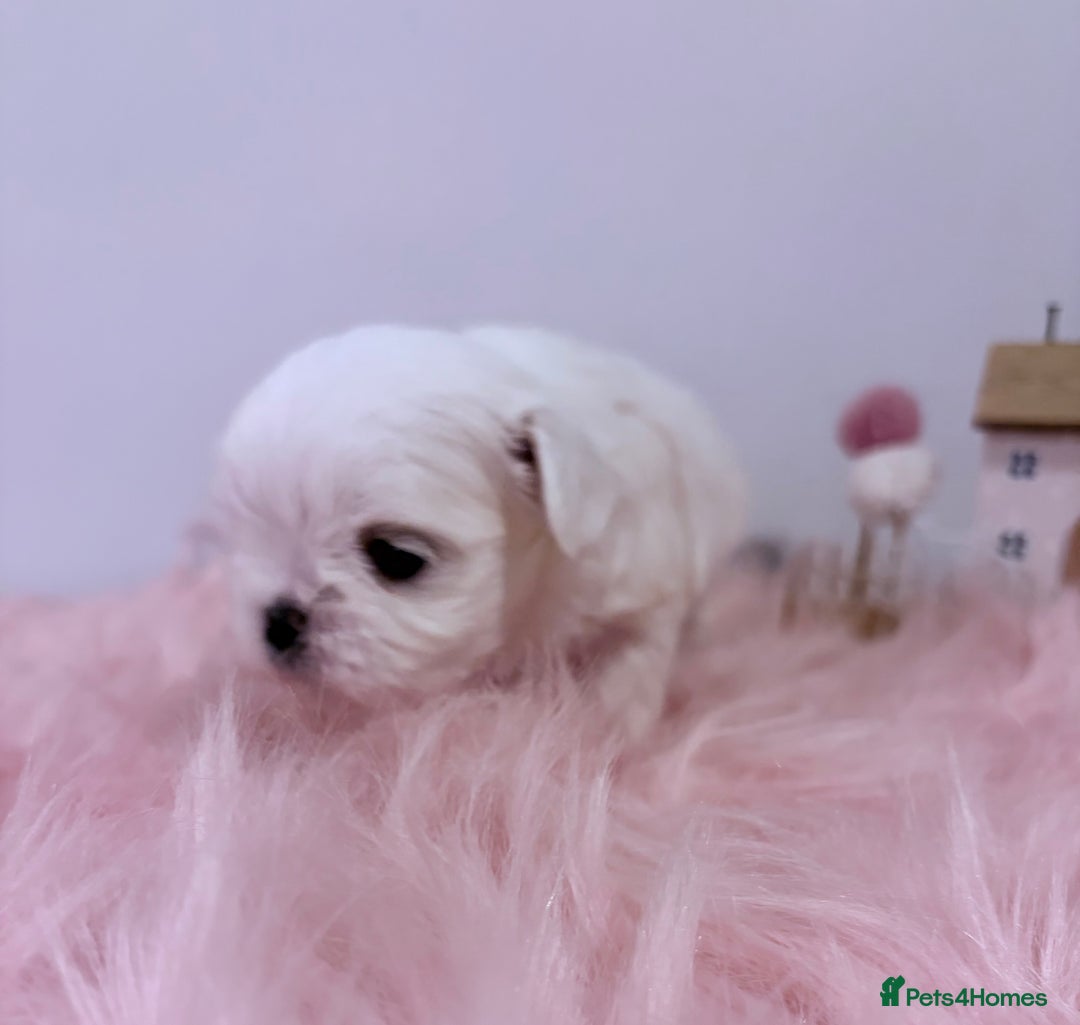 Maltese dogs for sale: ❤️🩵Full Korean Baby pups🩵❤️ - Advert 22