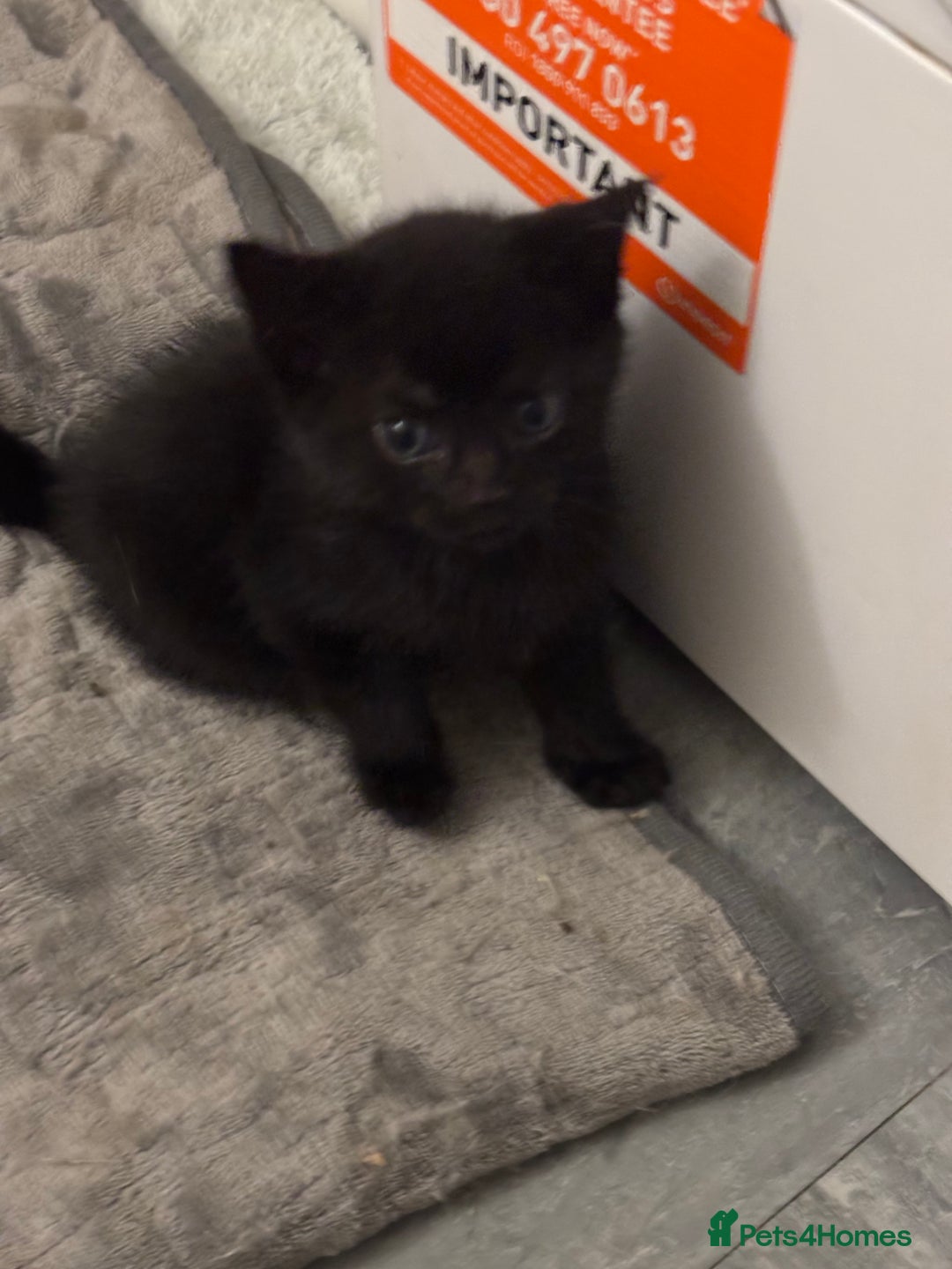 Mixed Breed cats for sale: Adorable Fluffy Kittens - Advert 7