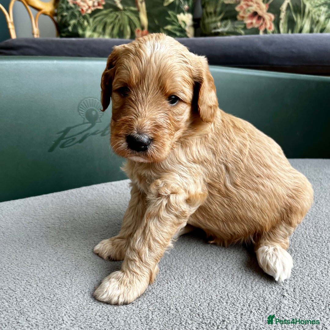 Double Doodle dogs for sale: Beautiful Double Doodle Puppies - Image 10
