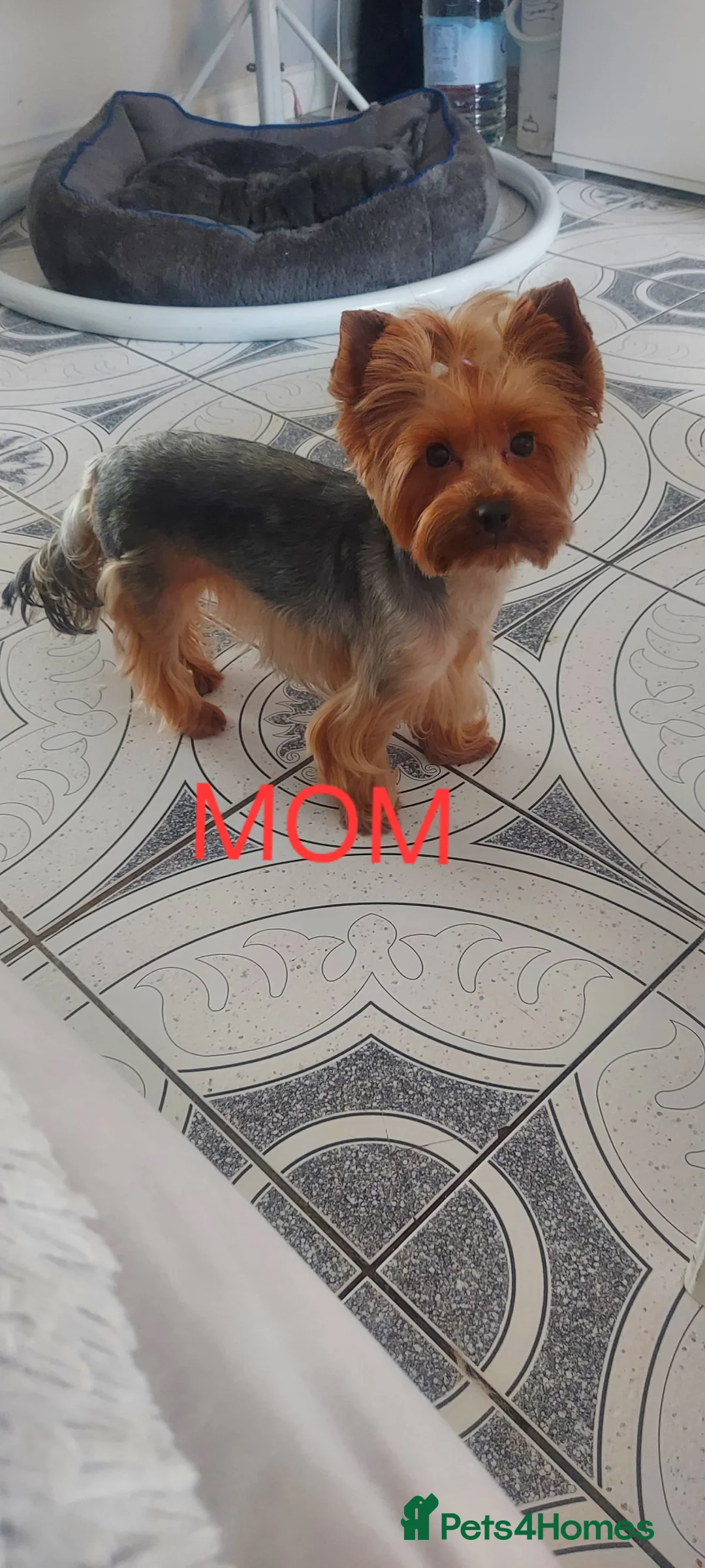 Yorkshire Terrier dogs for sale: WONDERFULL MINI YORKSHIRE TERRIER  in Tipton - Advert 2