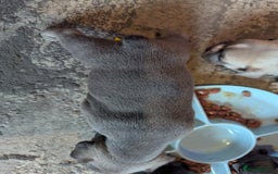 French Bulldog dogs for sale:  🐶 Adorable French Bulldog Puppies December! 🐶 - Image 3