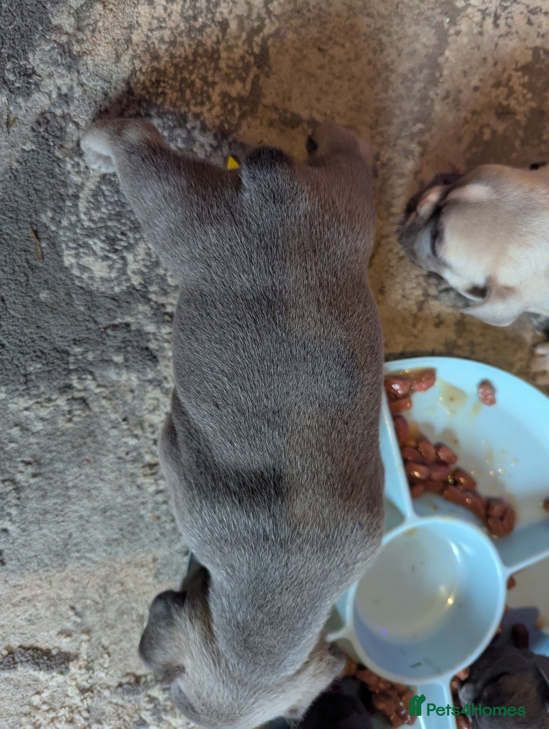 French Bulldog dogs for sale:  🐶 Adorable French Bulldog Puppies December! 🐶 - Image 3