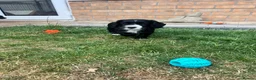 Sprocker dogs for sale: Sprocker spaniel puppies - Advert 4