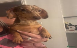 Miniature Dachshund dogs for sale: Kc reg min  Dachshund babies  - Image 4