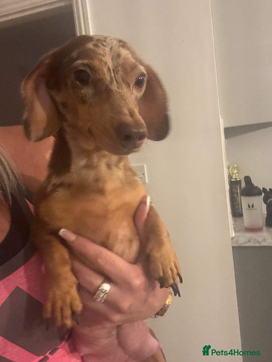 Miniature Dachshund dogs for sale: Kc reg min  Dachshund babies  - Image 4